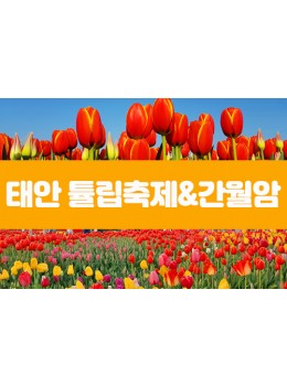 태안 튤립축제&안면도.간월암(당일)